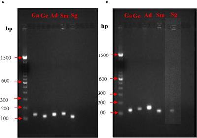 The Effect of Benzyl Isothiocyanate on the Expression of Genes Encoding NADH Oxidase and Fibronectin-Binding Protein in Oral Streptococcal Biofilms